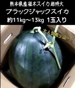 《1スタ!送料無料◎》 熊本県産 植木スイカ 超特大 ブラックジャックスイカ 約11~13kg 1玉入り 