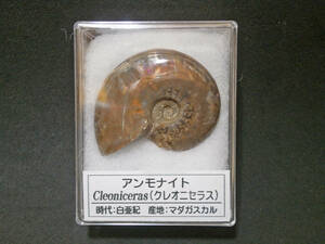 アンモナイト(クレオニセラス)の化石 マダガスカル産 プラケース入