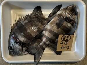 【和歌山産】 　活け〆石鯛　（2匹　600ｇ）　冷凍　刺身用　83