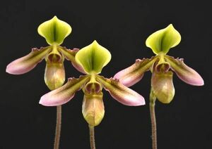 洋蘭 原種 地生蘭 野生蘭 パフィオ Paph.hookerae x sib 特に丈夫な個体の実生未開花株 ほぼラスト株