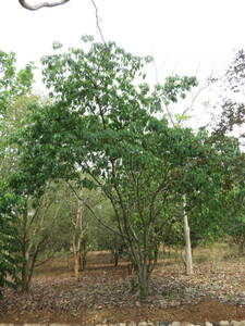 種子　原種　Ficus tsjakela　50粒　フィカス　イチジク　プラクシャ　菩提樹　仏教