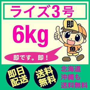 即日発送 ライズ3号 6kg 送料無料 最速で発送