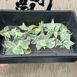 【龍園觀】No.149 特選 アガベ 多肉植物 王妃カブトガニ錦 王妃兜蟹錦 黄覆輪 極上株 連棘 包葉 12株