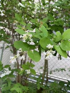 原種白ライラック、チビ苗です、小さめの花で香り爽やかです、丈夫で成長早く鉢植えで楽しめます、おまけにレモンバーム入ってます