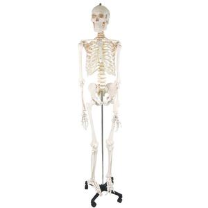 人体模型 骨格 スタンド付き 脊髄 骨盤