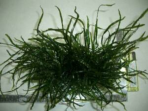 希少種　細葉 ウェーブ強烈　ミクロソリウム　SP タイ産 本ナローリーフ　画像全量　水中葉　無農薬-1