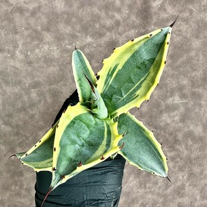 【Lj_plants】Z6 多肉植物アガベ フェロックス錦 黄覆輪錦 明黄斑 綺麗株