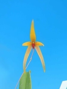 T♪小型洋蘭　Bulbophyllum williamsii 　 洋ラン