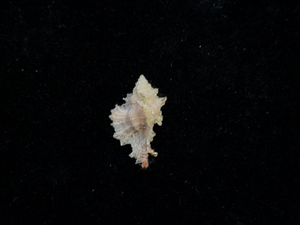 貝の標本 Pterymarchia apaeti 23.1mm