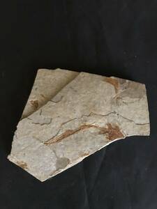 魚の化石　骨格 標本 観賞石 希少 化石 標本