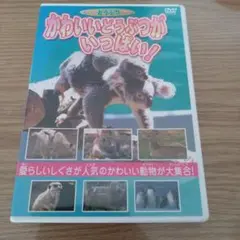 かわいいどうぶつがいっぱい！ DVD わくわくどうぶつDVD