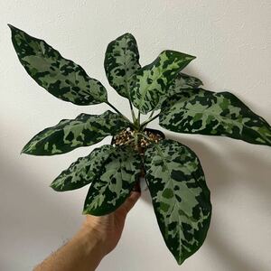 【正規タグ付き】◆Aglaonema pictum multicolor 熱波-零式 from Tigalingga 【HW0219-01c】増殖株◇アグラオネマ