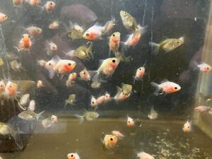 ローズテールオランダ　稚魚　80匹＋@