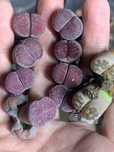 リトープス 多肉植物 紫夫人紫福来 麗紅玉種子付き　大粒セット