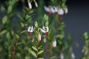 山野草　大実のツルコケモモ（クランベリー）苗