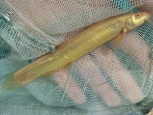 ★即決★アルビノドジョウ ±12-15ｃｍ 　掃除屋さん　極太アダルトサイズ 淡水魚