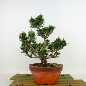 盆栽 松 黒松 樹高 約24cm くろまつ Pinus thunbergii クロマツ 八房 マツ科 常緑針葉樹 観賞用 現品