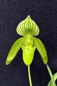 洋蘭 交配種 地生蘭 パフィオ ミニサイズの多花性種 Paph.Happy Philipin 初花付き株 綺麗なグリーン花