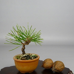 盆栽 松 黒松 樹高 約7～9cm くろまつ Pinus thunbergii クロマツ マツ科 常緑針葉樹 観賞用 小品 数量物 セレクト