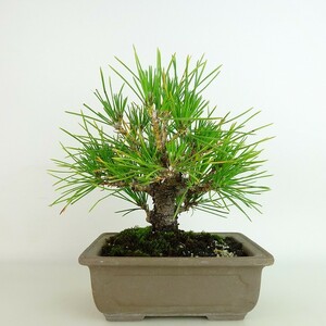 盆栽 松 黒松 樹高 約18cm くろまつ Pinus thunbergii クロマツ マツ科 常緑針葉樹 観賞用 小品 現品