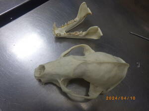 アナグマ　骨格標本