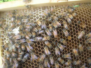 ◎◇★西洋蜜蜂ミツバチ　３枚群　1円スタート　P