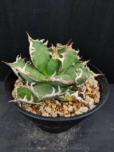 Agave アガベ シーザー チタノタ オアハカ産 現地球 超大型美株 多肉植物 白鯨