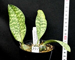 洋蘭原種 (771) 大きめの株です。マダガスカルのオエセオ　Oeceoclades maculata オエセオクラデス　マクラータ