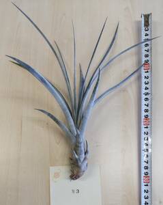 チランジア・カリーリォ　Tillandsia carrilloi　カリーロイ　No.3