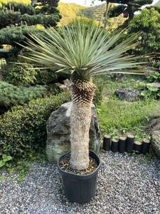 1m33.5cm 太株　ユッカ ロストラータ 発根　耐寒性-15 ドライガーデン 地植え シンボルツリー Yucca ガーデニング 庭