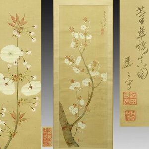 【真作】喜聞◆『織田瑟瑟 桜花図(菊華桜)』 1幅 古筆 古文書 古書 日本画 女流画家 桜の絵画 江戸絵画 三熊露香に学ぶ 茶道 近江 江戸後期