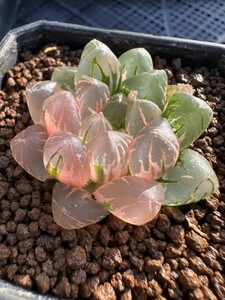 多肉植物　ハオルチア　水晶錦×ブラッククーペリー錦　