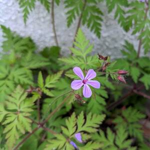 山野草◆姫フウロ ゲラニウム レッドロビン ヒメフウロ 根付き苗 1株 抜き苗 カラーリーフ 宿根草 多年草 耐寒性◎ 園芸 ガーデニング