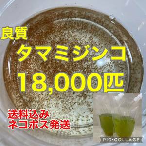 送料無料　良質　タマミジンコ　18,000匹　生き餌　加温メダカ　金魚　らんちゅう　産卵促進　色揚げに　栄養満点　育成スピードUP