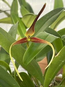 洋蘭　原種　バルボフィラム　bulbophyllum unitubum