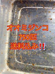 ☆ライオンメダカ☆一円スタート！オオミジンコ750匹　メダカ、金魚の餌に！　送料込み！　