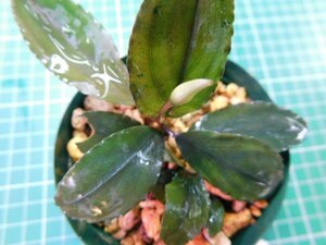 ◎1720TN112　 (自家栽培）水草　ブセファランドラ　Bucephalandra sp.　Shine Blue Carpet KN便