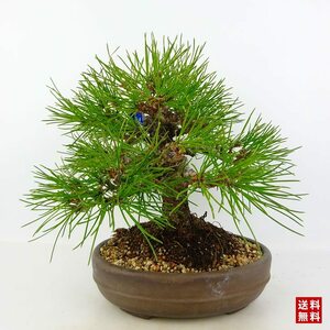 盆栽 松 黒松 樹高 約20cm くろまつ Pinus thunbergii クロマツ マツ科 常緑針葉樹 観賞用 小品 現品