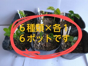 〔5/31まで〕　hishi　果樹の実生苗　６種類×各１ポットのセットです
