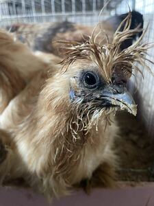 烏骨鶏　シルキー　有精卵４個　食用　アメリカンシルキー　有精卵　受精卵　種卵　卵