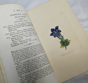 英国手彩色植物図譜全72葉★サワビィ『イングリッシュ・ボタニー』第23巻 1806年刊初版