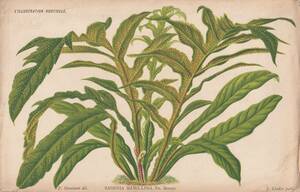 フランスアンティーク 博物画 植物画『SAGENIA　MAMILLOSA　』 多色刷り石版画　ボタニカルアート