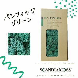 スカンディアモス SCANDIAMOSS パシフィックグリーン 50ｇ ディスプレイ 苔 モス 天然素材 緑 メンテナンスフリー