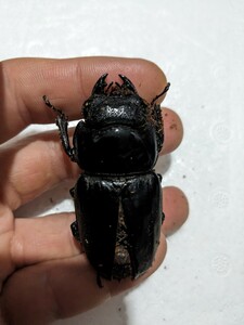 標本用死虫　スマトラオオヒラタクワガタ　アチェ産メス60.7ミリ