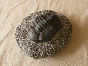 稀少 デボン紀 三葉虫化石 母岩付14cm1.1kg Trilobite Gerastos sp 検 ジブリ ナウシカ オーム 王蟲