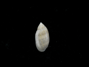 貝の標本 Pupa sulcata 22.1mm