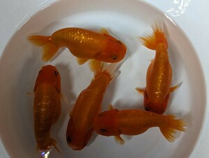 らんちゅう 桜錦 赤勝ち 約12cm 金魚 BIGサイズ 鱗綺麗です！ 大きめ お買い得！！【発送日指定可能】