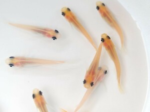 【畑めだか】成魚 パンダ メダカ 20匹＋α