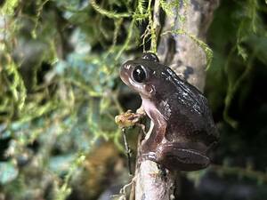 黒目透明　トランスルーセント　アマガエル　②　亜成体