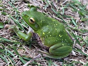 ☆シュレーゲルアオガエル　キボシ個体　天然採取☆サイズ45mm前後　茨城県産